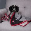 Scruffs Thermal Dog Blanket 1 Scruffs Thermal Dog Blanket -Dunelm Sales Store 30784251