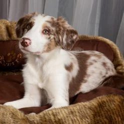 Scruffs Cub Bear Dog Bed -Dunelm Sales Store 30784399 alt02