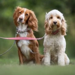 Hugo & Hudson Striped Bone Buckle Dog Collar 13 Hugo & Hudson Striped Bone Buckle Dog Collar -Dunelm Sales Store 30802534 alt05
