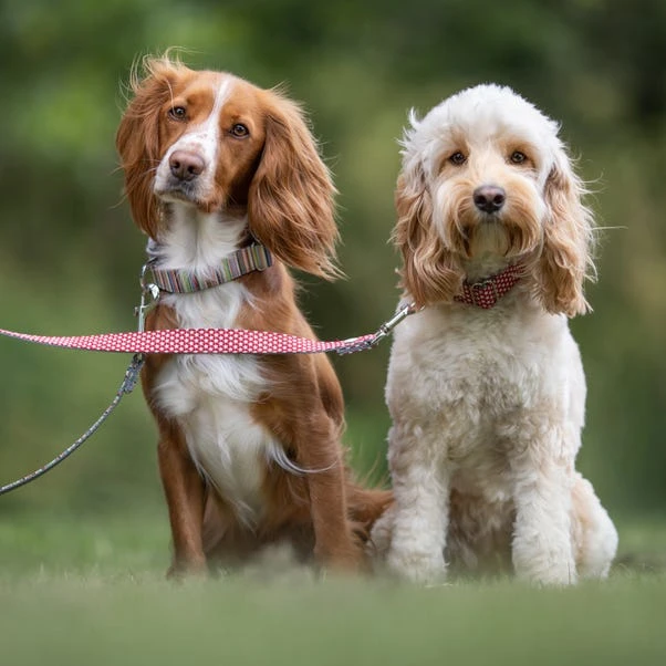 Hugo & Hudson Striped Bone Buckle Dog Collar 8 Hugo & Hudson Striped Bone Buckle Dog Collar - Image 6